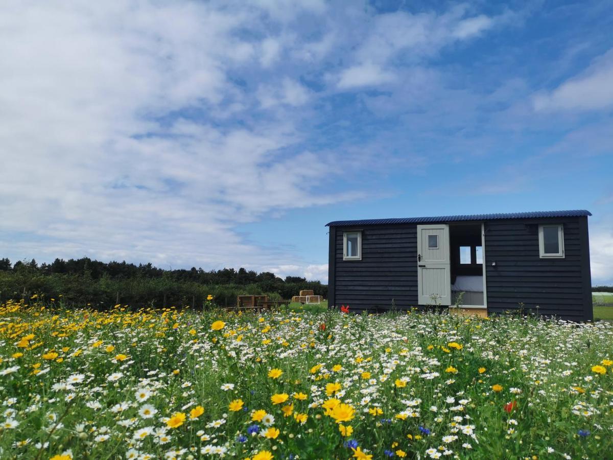 Barley Shepherd Hut - Snettisham Meadows Campsite